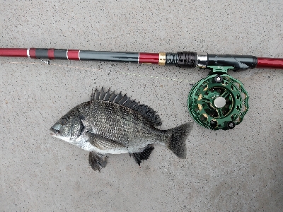 年無しに あと1cm