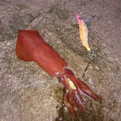 まさかこんな所に!?