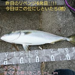 前日のリベンジや!ハマチ4本捕ったぞ!