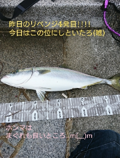 前日のリベンジや!ハマチ4本捕ったぞ!