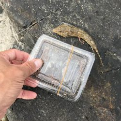 爆風なため五目釣り