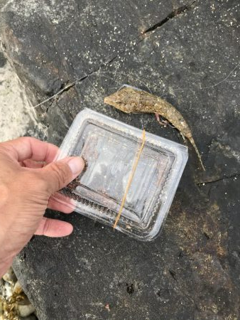 爆風なため五目釣り