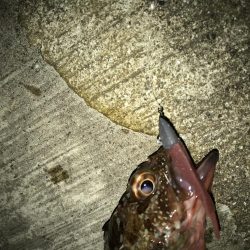 7月29日本命ボウズ