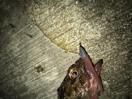 7月29日本命ボウズ