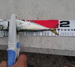 マイクロジグサビキ