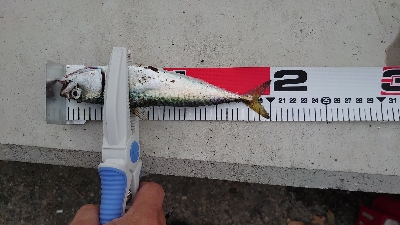 マイクロジグサビキ