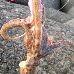 今期は良い型が揃ってます