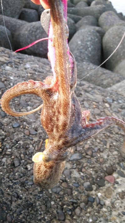 今期は良い型が揃ってます