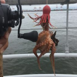 雨降り合間に新子9杯