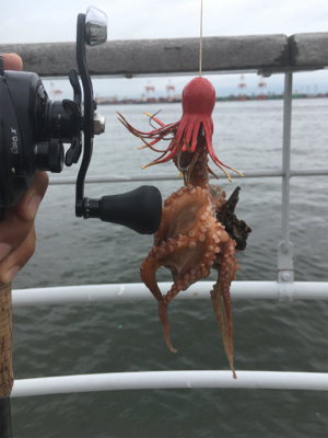 雨降り合間に新子9杯