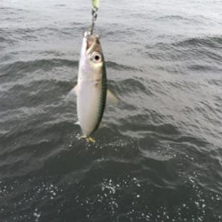 8時頃に小鯖だけは釣れまくり。。。