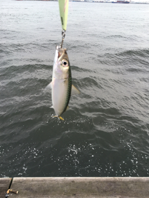 8時頃に小鯖だけは釣れまくり。。。