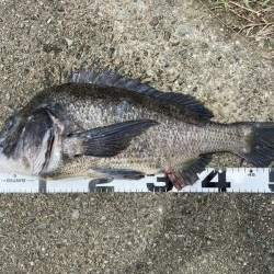 イチノ兄弟、釣果!