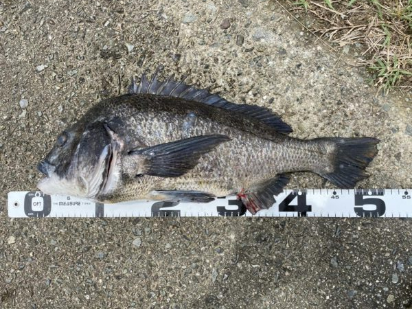 イチノ兄弟、釣果!