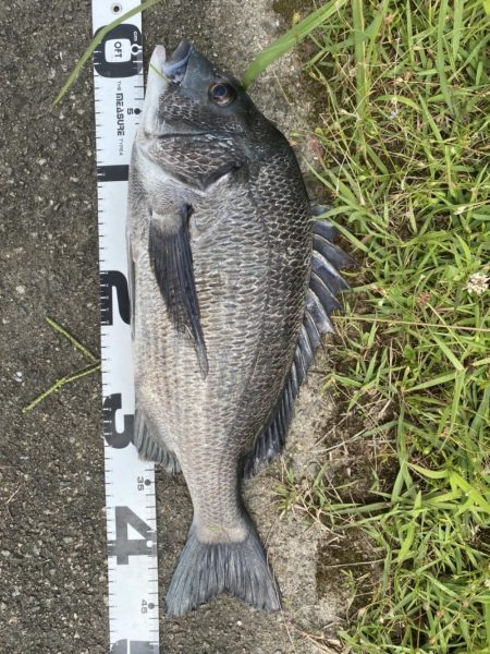 イチノ兄弟、釣果!