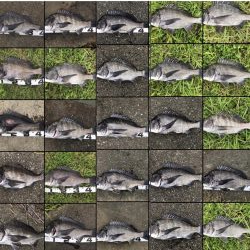 イチノ兄弟、釣果!