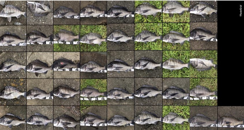 イチノ兄弟、釣果!