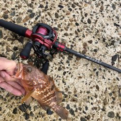 予想外のゲスト