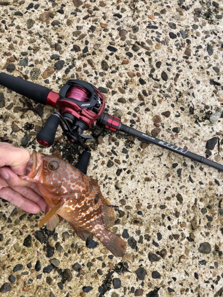 予想外のゲスト