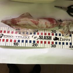 ダイケンキャッチ