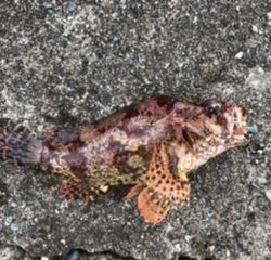 キジハタ狙いで