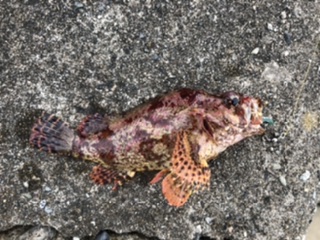 キジハタ狙いで