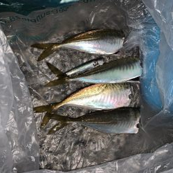 いつもの所へオカズ釣り