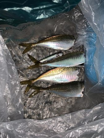 いつもの所へオカズ釣り