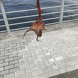 タコ釣り