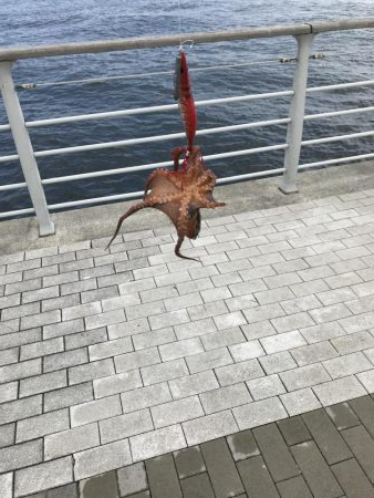 タコ釣り