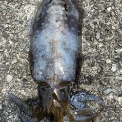 大きくなーれ！