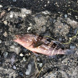 シーバス狙いで7目！？