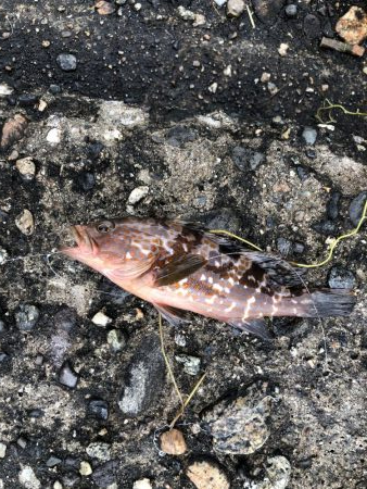 シーバス狙いで7目！？