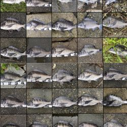 イチノ兄弟、釣果!