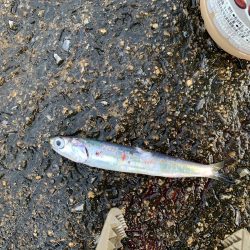 今シーズン初青物