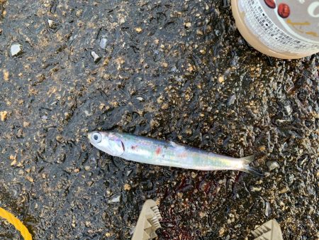 今シーズン初青物