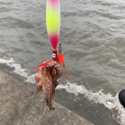 アジング&タコ♪