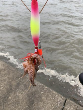 アジング&タコ♪