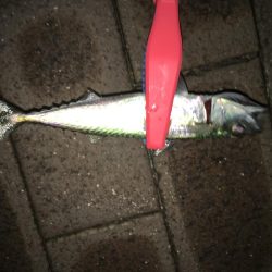 アジやメバルの舞踊り