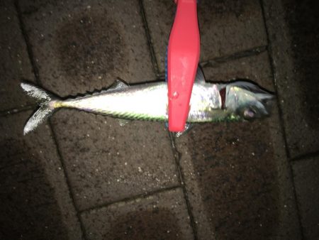 アジやメバルの舞踊り