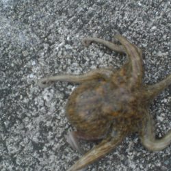 水潮・タコいた