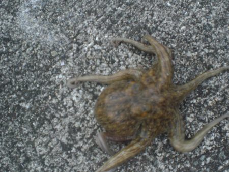 水潮・タコいた