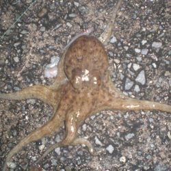 雨の隙間のタコ