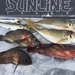 まさかの五目釣達成‼️