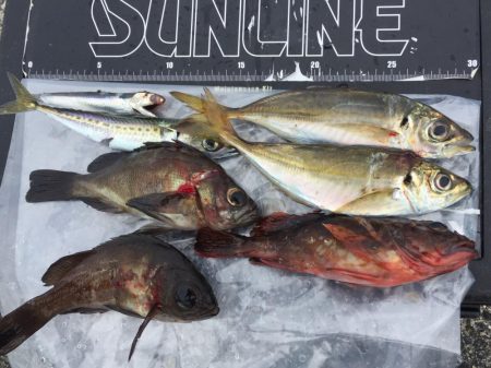 まさかの五目釣達成‼️