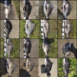 イチノ兄弟、釣果!