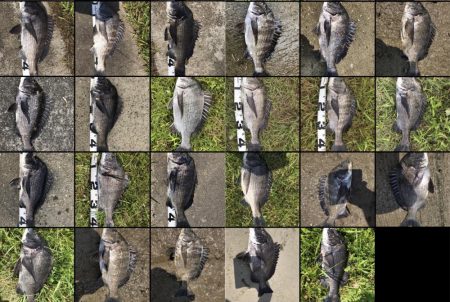 イチノ兄弟、釣果!