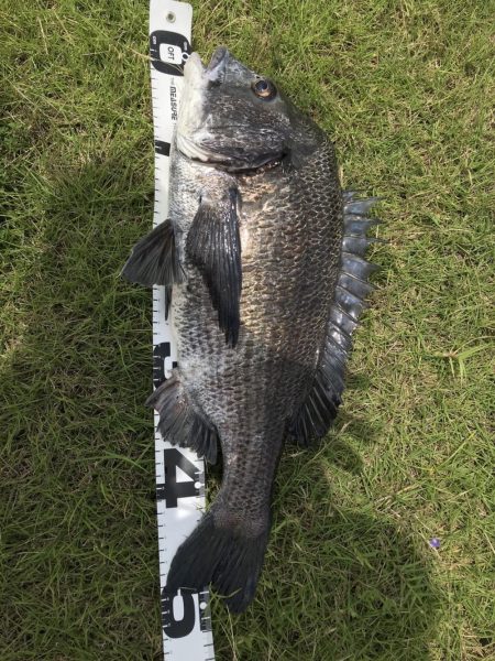 イチノ兄弟、釣果!