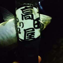 ご近所アジング偵察