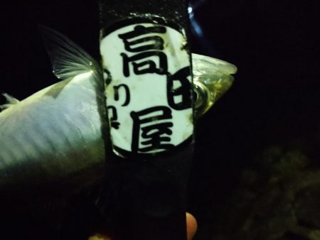 ご近所アジング偵察